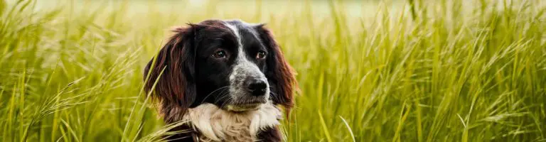 Blog-leishmania-perros