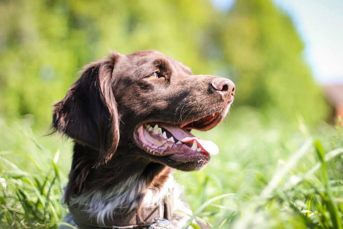 leishmania-promocion