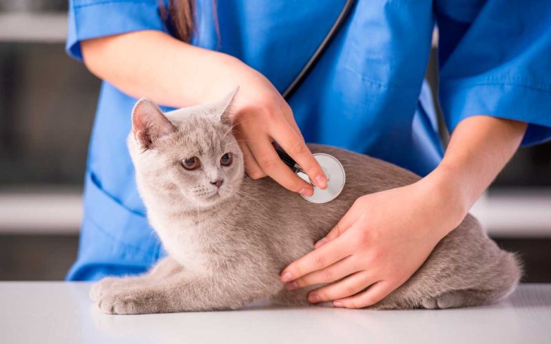 cardiologia-veterinaria-mascotas