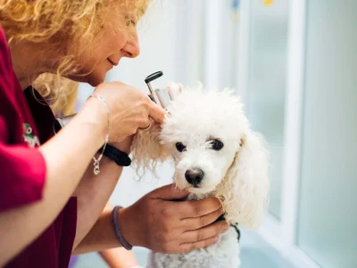 cveuropa-consulta-veterinaria-perro