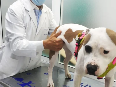 cveuropa-dermatologia-veterinaria