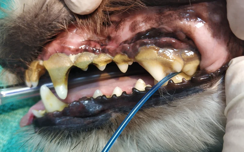 cveuropa-higiene-bucal-antes