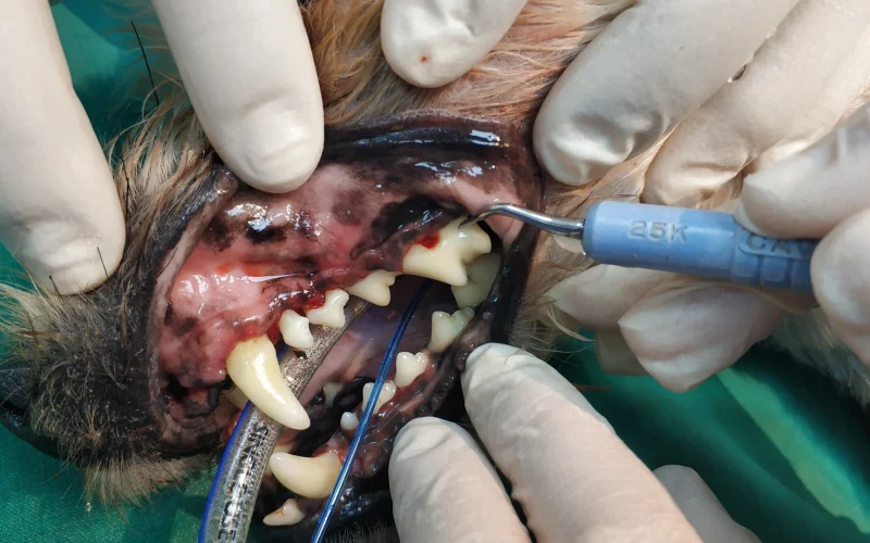 cveuropa-higiene-bucal-despues