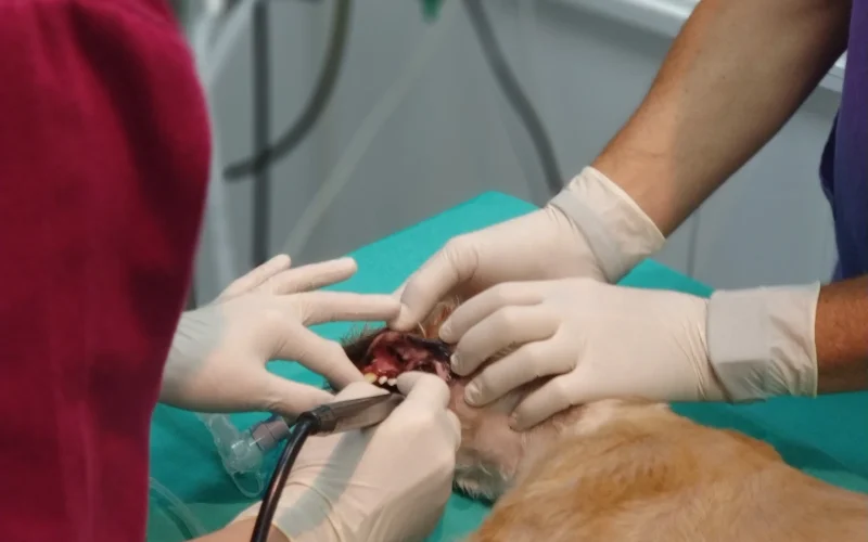 cveuropa-higiene-bucal-tratamiento