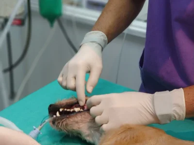 cveuropa-limpieza-dental