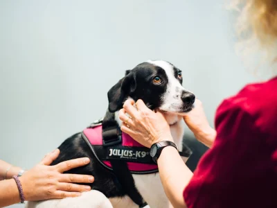 cveuropa-medicina-general