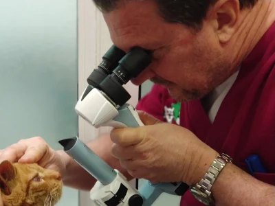 cveuropa-oftalmologia-veterinaria