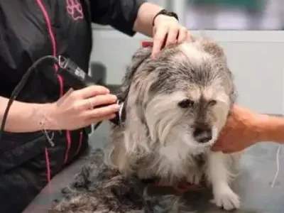 cveuropa-peluqueria-canina-felina