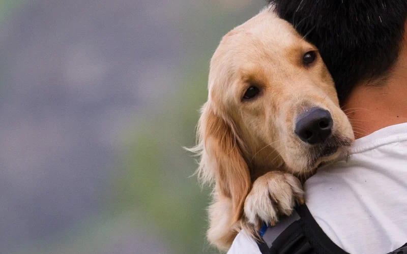 cveuropa-perro-labrador-brazos-hombre