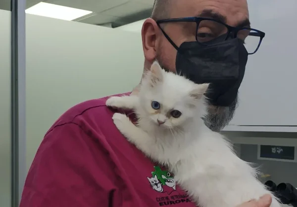 cveuropa-veterinario-gato