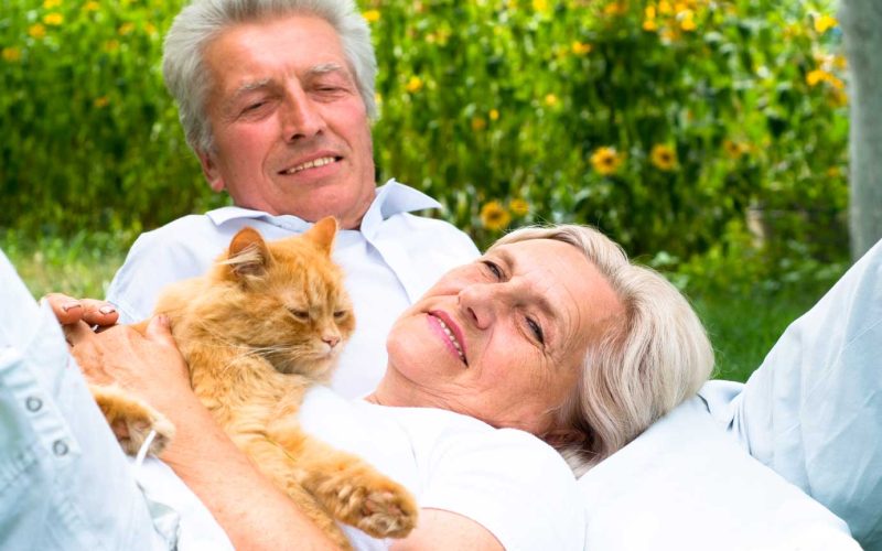 planes-de-salud-veterinarios-gatos-senior