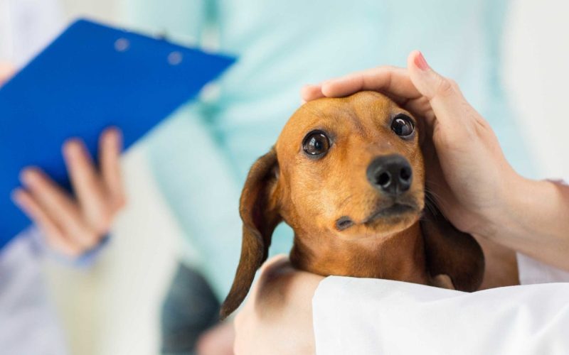 servicios-veterninarios-mascotas